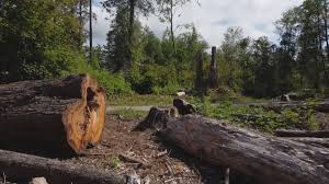 How Our Tree Care Process Works  in  Sleepy Hollow, NY