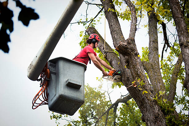 Best Tree Disease Treatment  in Sleepy Hollow, NY